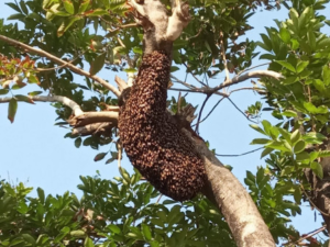 Ilustrasi sarang tawon