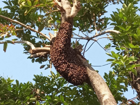 Ilustrasi sarang tawon