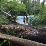 Lokasi tumbangnya pohon mangga, di Kelurahan Namaelo, Kota Masohi.