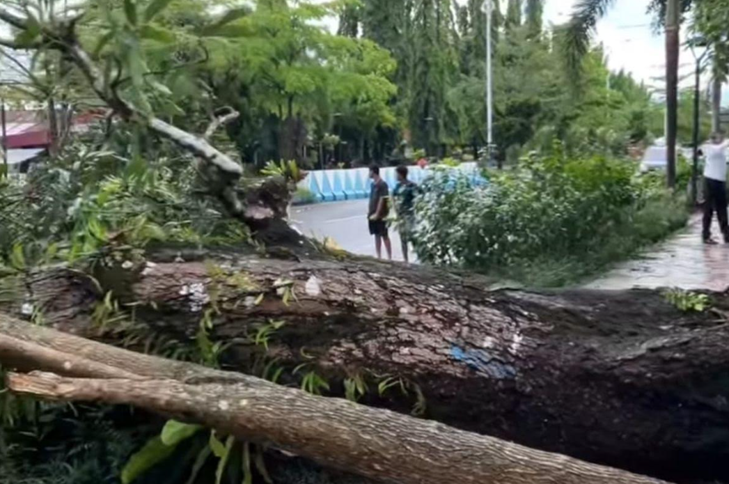 Lokasi tumbangnya pohon mangga, di Kelurahan Namaelo, Kota Masohi.