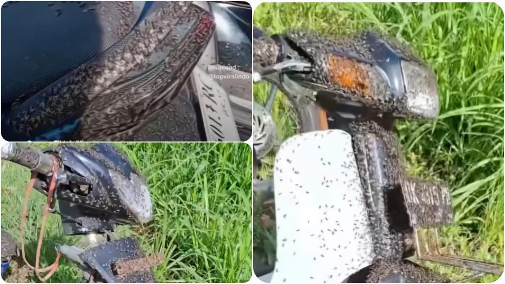 Sepeda motor milik warga di kawasan Kintamani, Bangli, dipenuhi lalat yang menempel di bodi kendaraan.