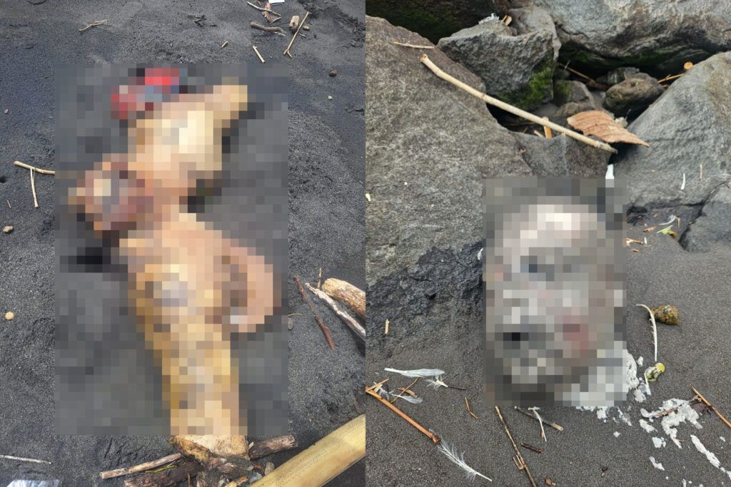 Potonngan tubuh manusia