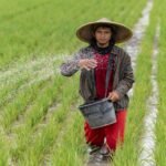 Seorang petani sedang menyebarkan pupuk di sawah.