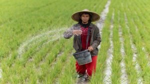 Seorang petani sedang menyebarkan pupuk di sawah.