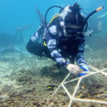 Brigitta dan tim dengan cermat menempelkan fragmen karang pada struktur restorasi, sambil memantau dan melacak pertumbuhannya.