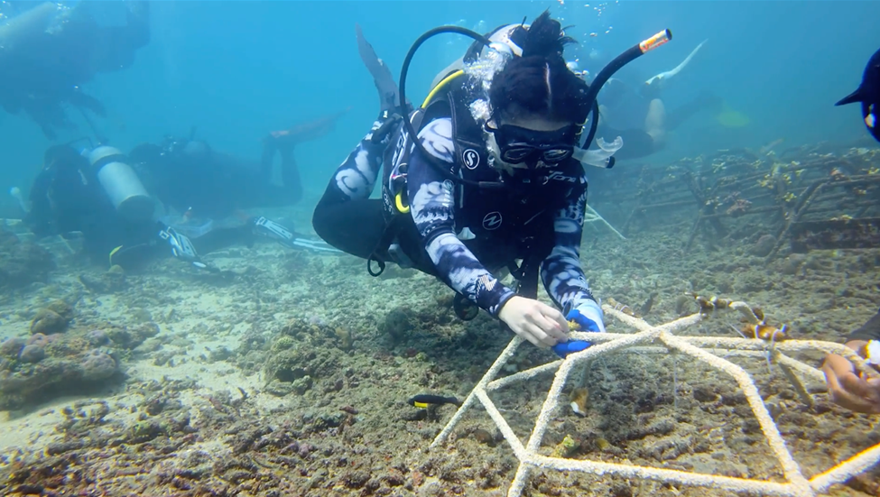 Brigitta dan tim dengan cermat menempelkan fragmen karang pada struktur restorasi, sambil memantau dan melacak pertumbuhannya.