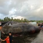 Bangkai paus sperma betina yang terdampar di pesisir Pantai Anyar Sari, Desa Nusasari, Kecamatan Melaya, Jembrana, Bali.