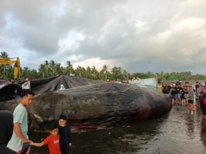 Bangkai paus sperma betina yang terdampar di pesisir Pantai Anyar Sari, Desa Nusasari, Kecamatan Melaya, Jembrana, Bali.